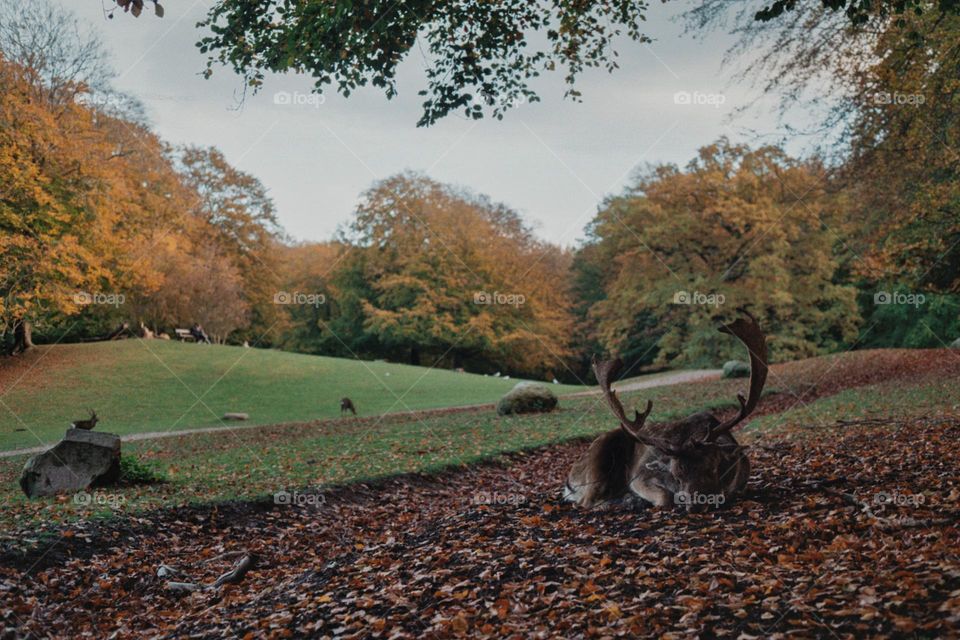 An Analog Encounter with a Scandinavian Deer