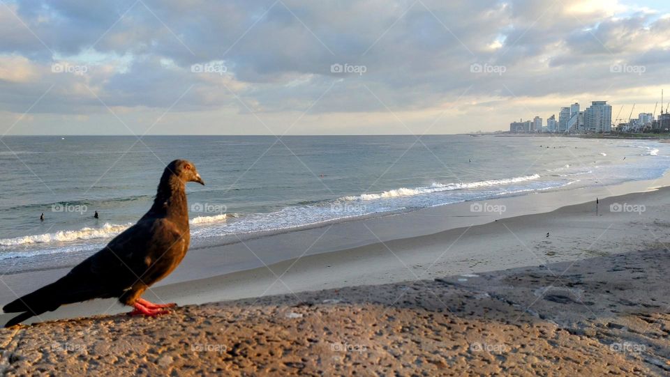 The bird and sunrise