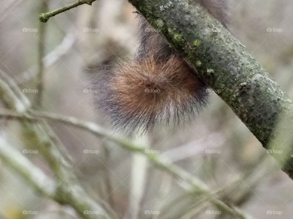 Fluffy tail