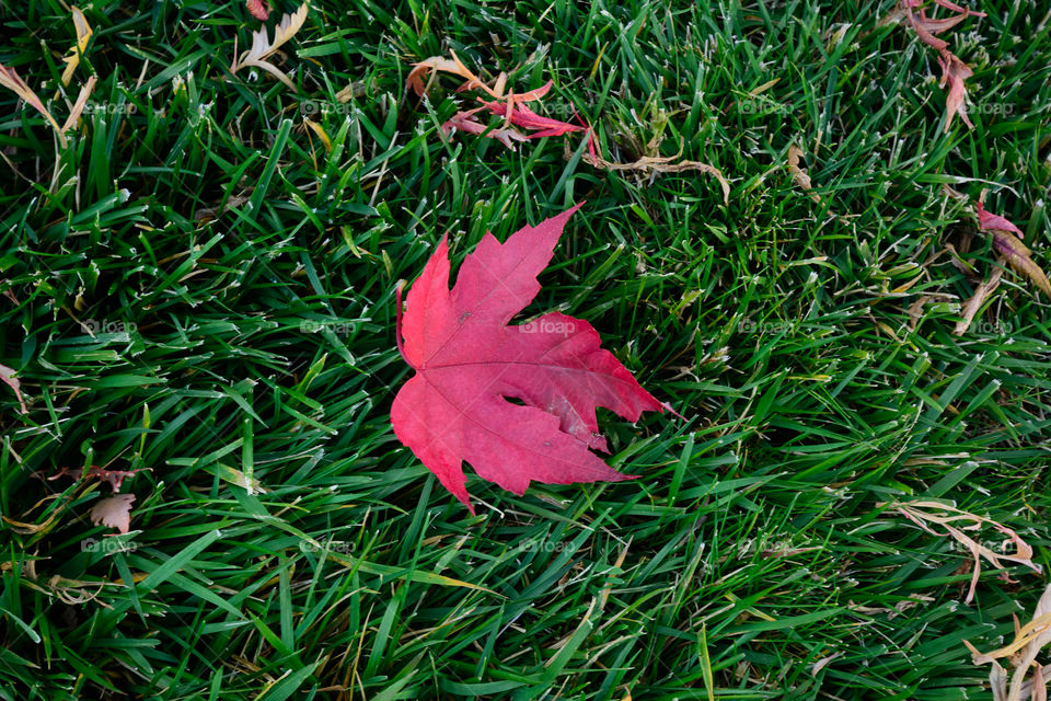 Red maple leaf
