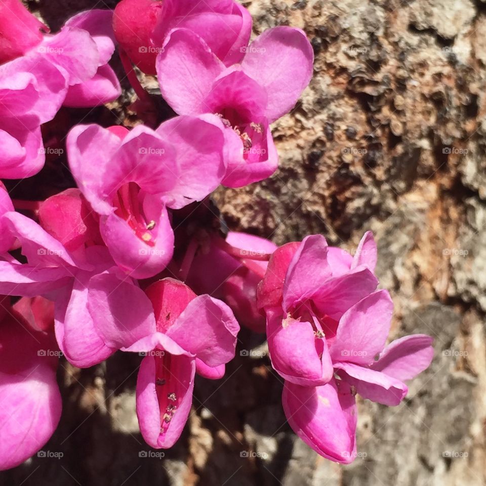 California redbud blossoms growing on trunk