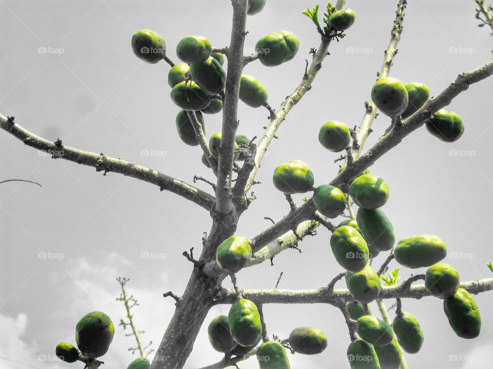 siriguela fruta fruit