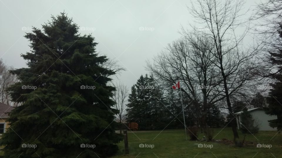 Tree, Landscape, Weather, No Person, Wood