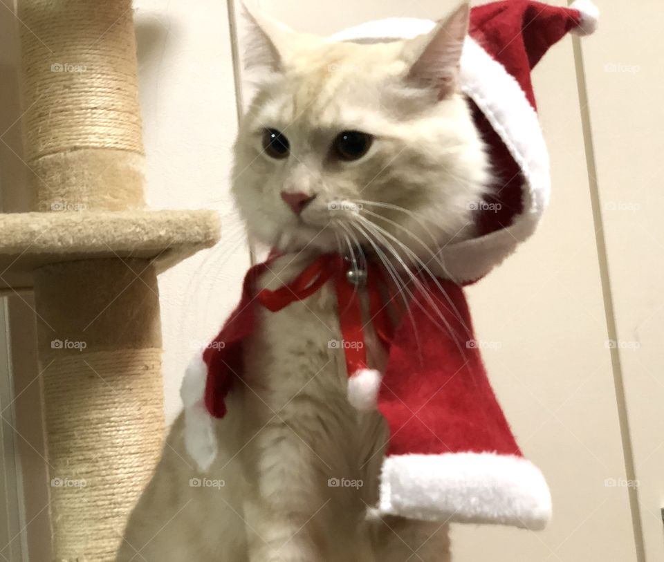 holiday cat