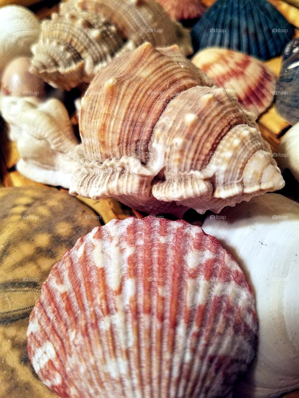 Close-up of seashells