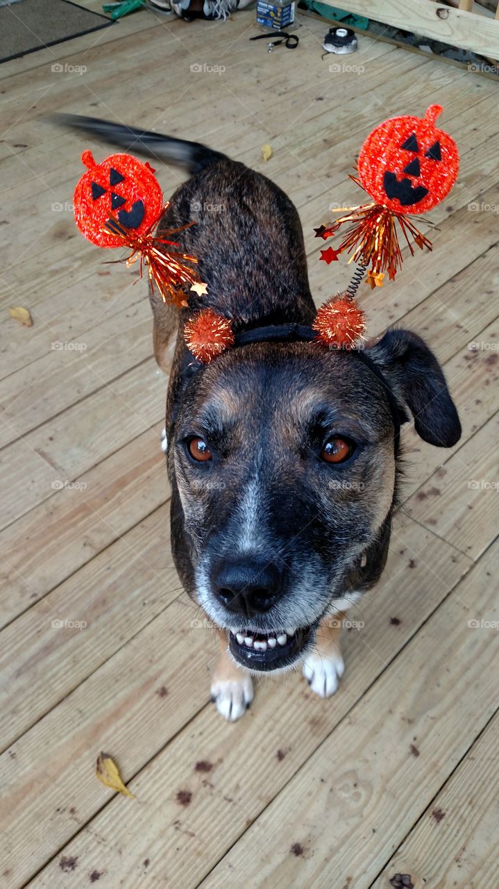 Dogs in halloween costume