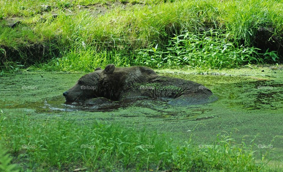 Brown bear swimming in water