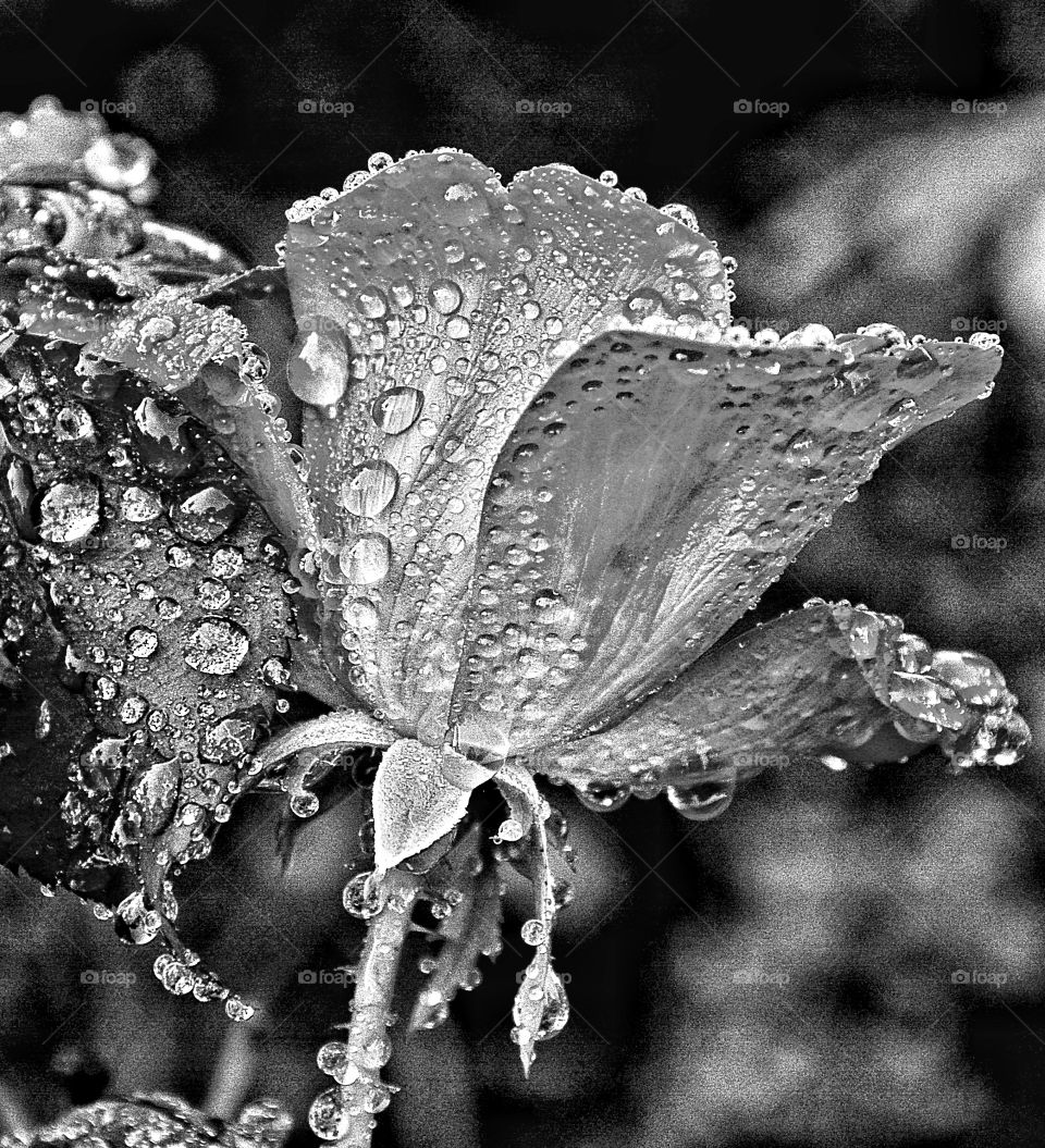 Black and white rose covered in rain droplets! 