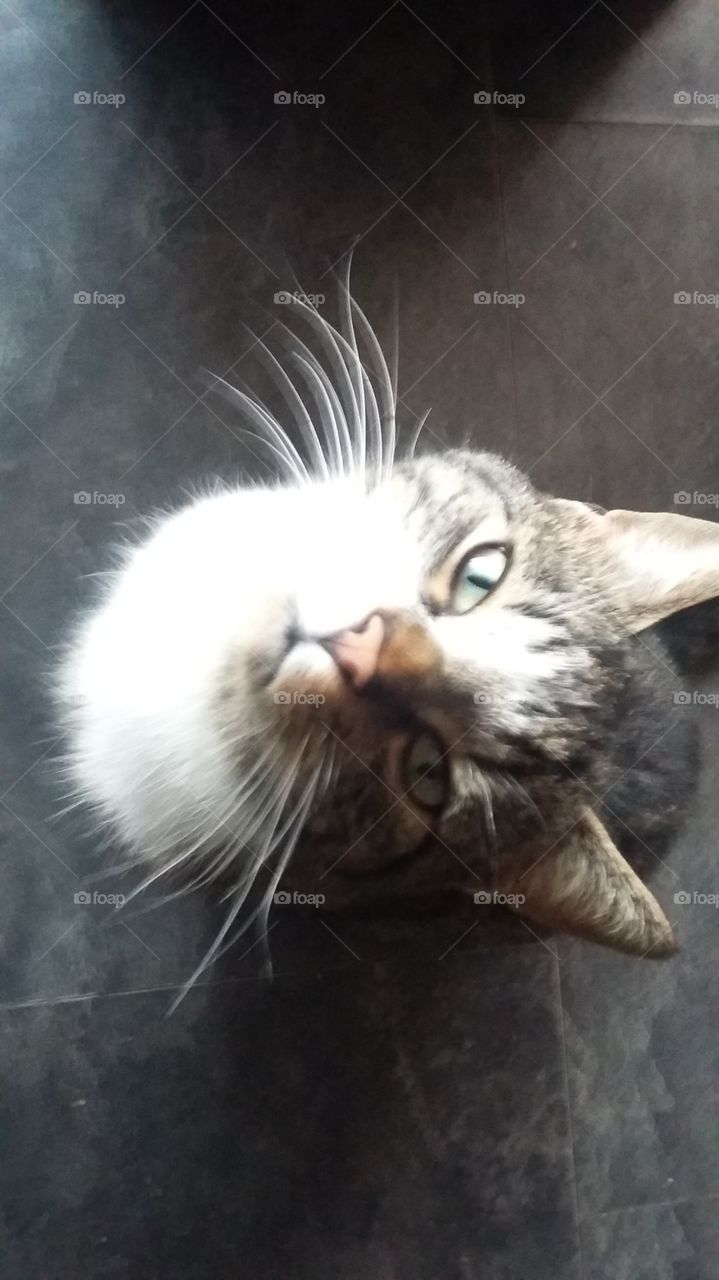 Cat look into the camera