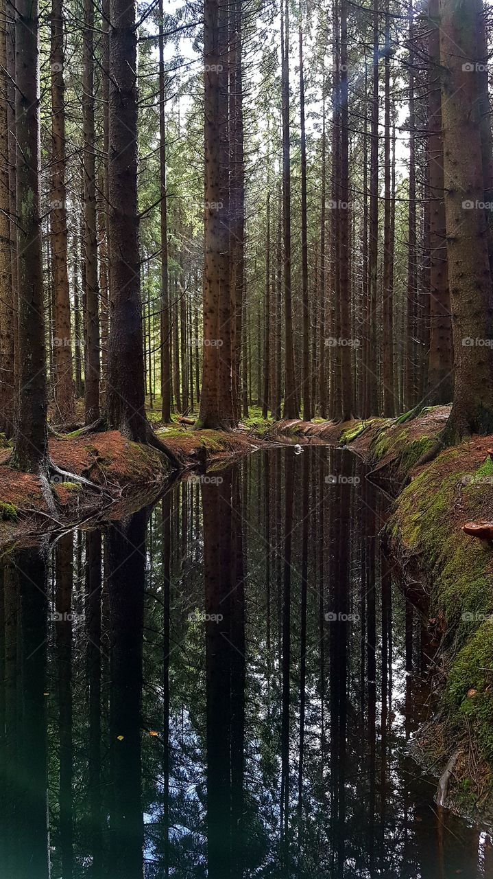 Forest reflections in the autumn 