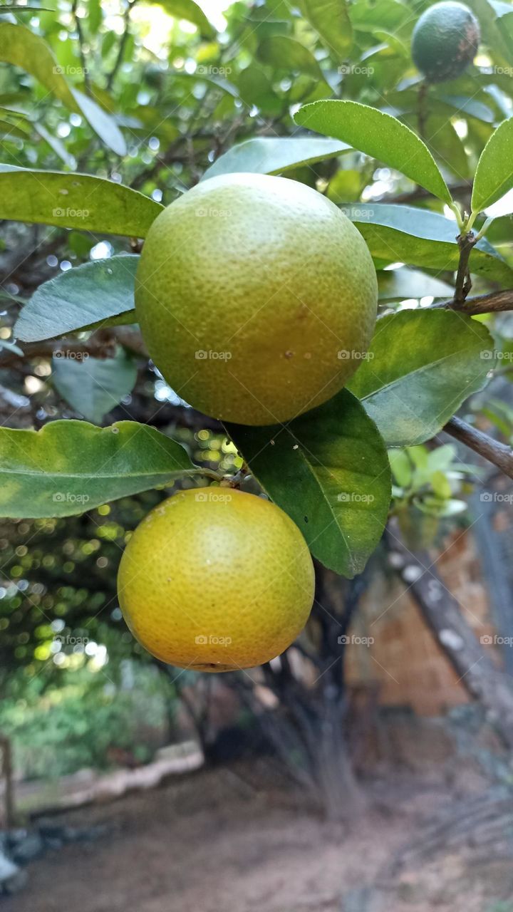 Nearly ripe pink lemon