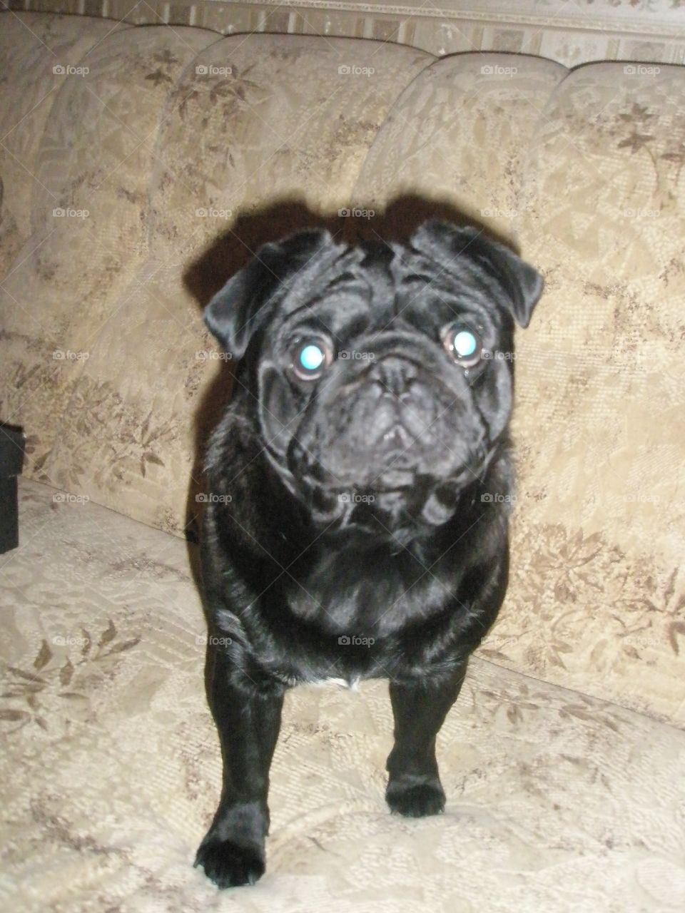 my dog pug