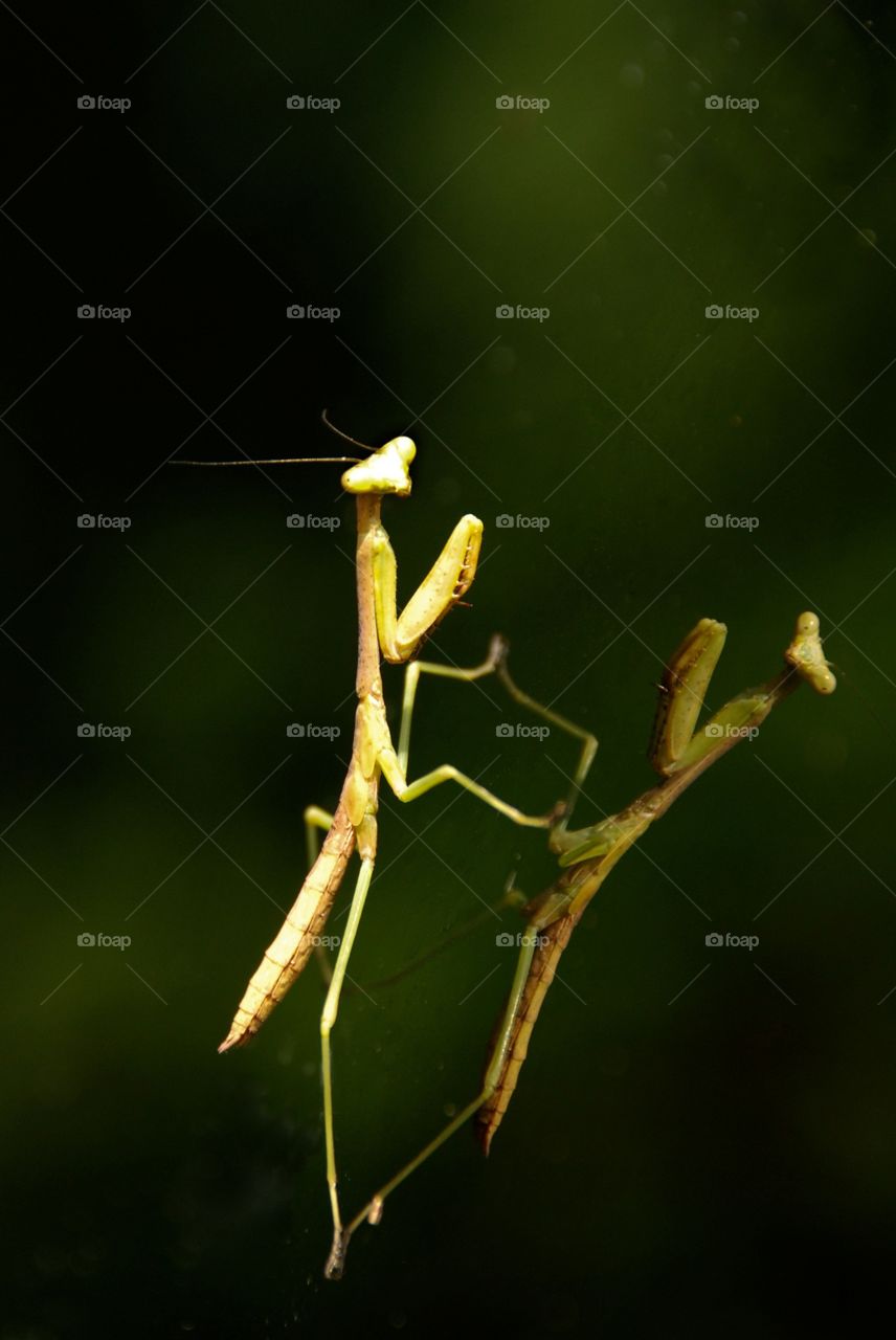 Reflection of praying mantis