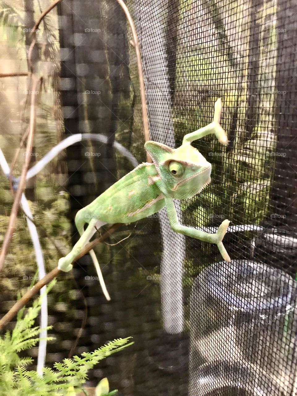 At the pet store - checking out the cute green chameleon 🌿