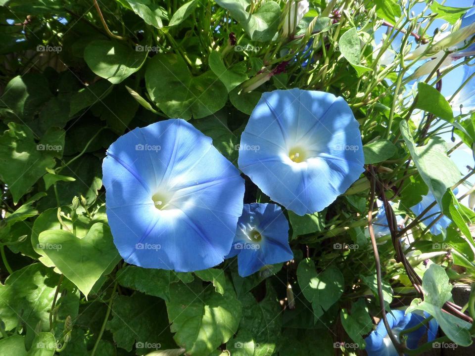 beautiful blue morning glories blooming in the desert