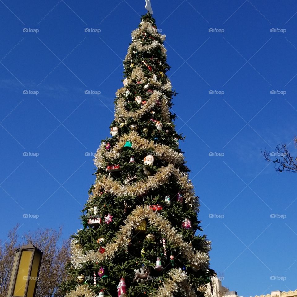 Winter, Christmas, No Person, Christmas Tree, Tree