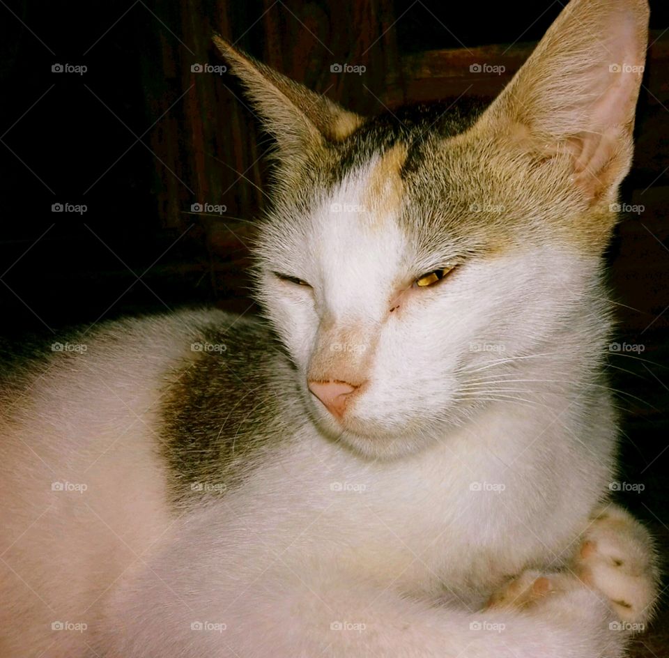 Closeup cat face photo