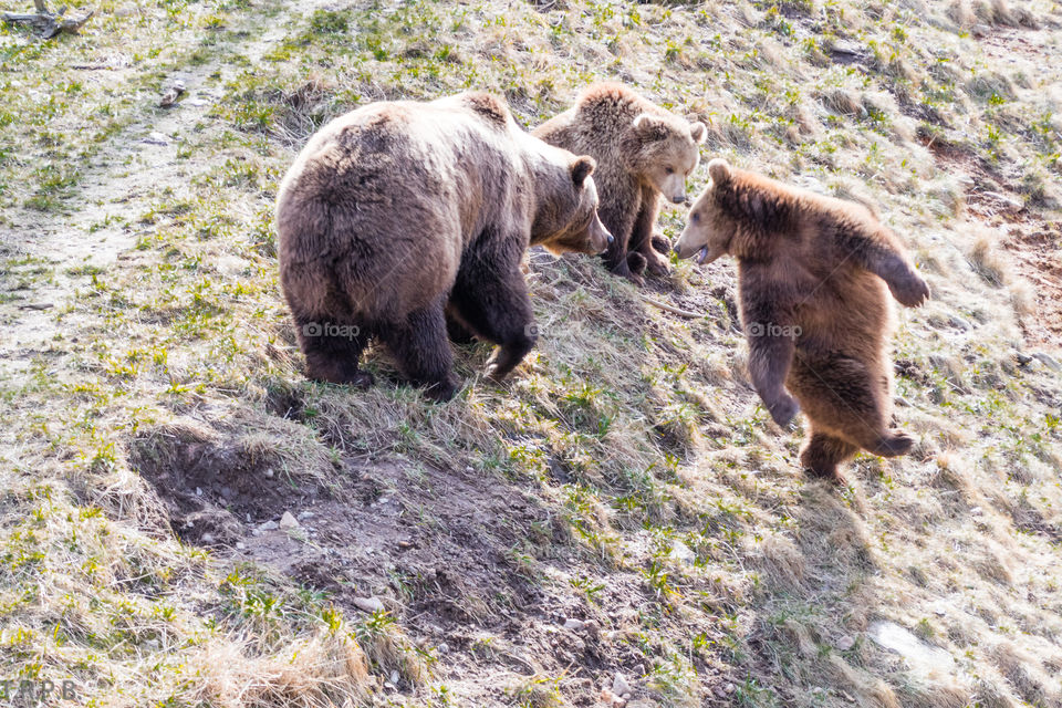 brown bear cub dancing to impress his mom and brother. kids got moves
