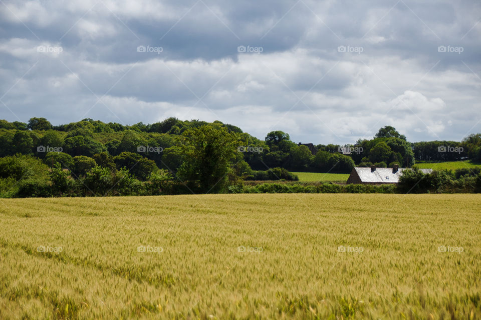 field of wheat