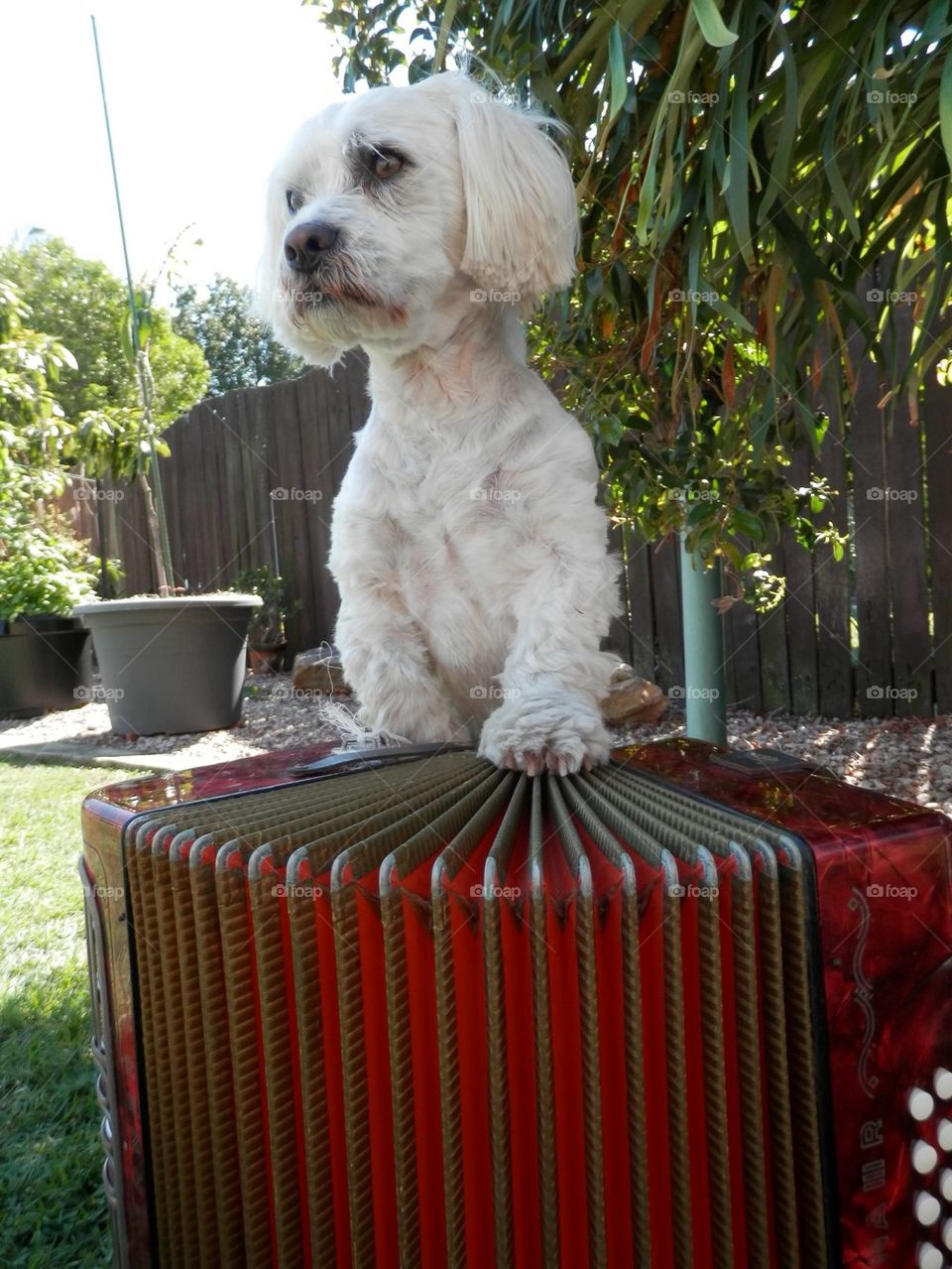 Dog Playing Squeeze Box