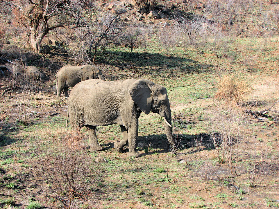elephants in south Africa reservation