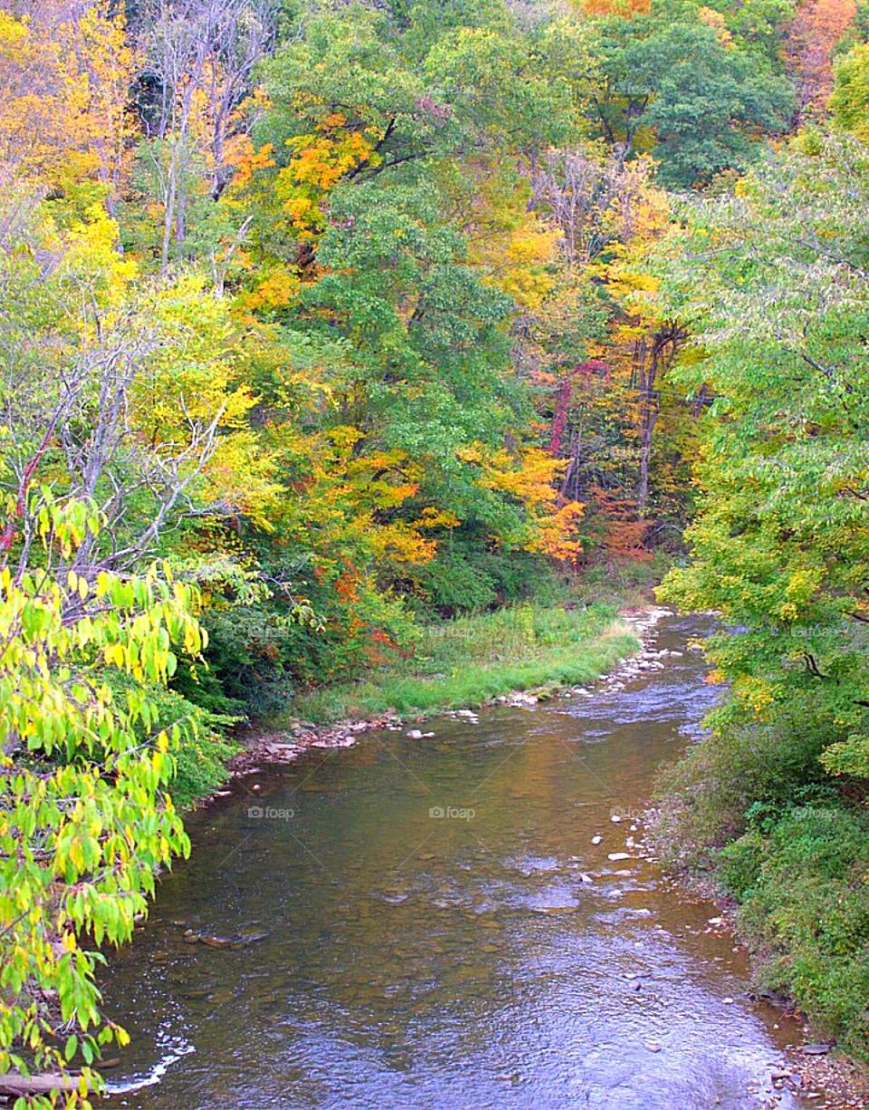 Forest stream in Autumn. 