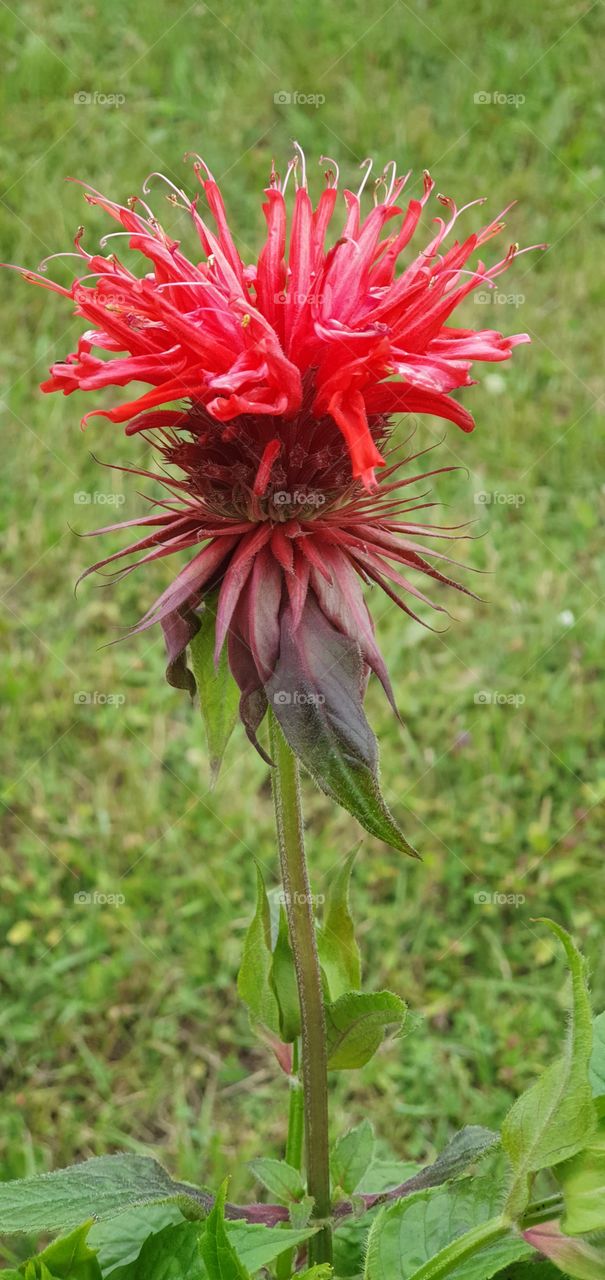 A beautiful red flower