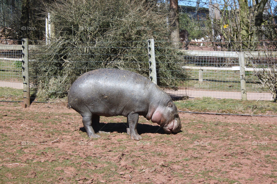 Pygmy hippo