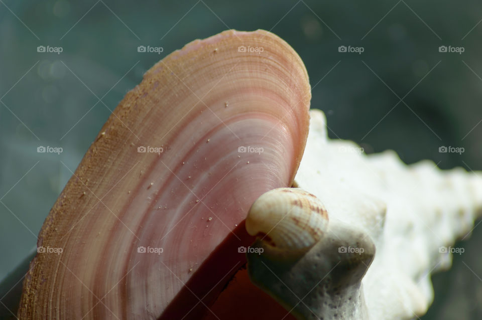 Pink seashell Rose Petal Tellin with ribbed cockle shell  in sunlight on white conch shell conceptual tranquility background 