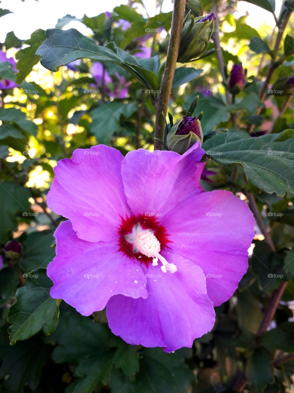 pink flower