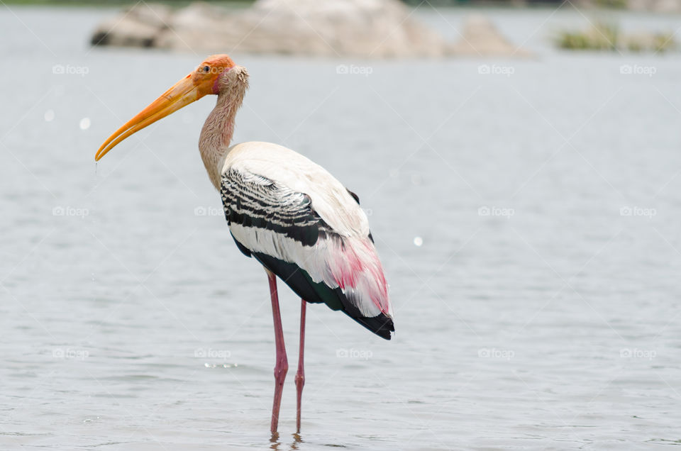 A beautiful Painted Stork in the River banks