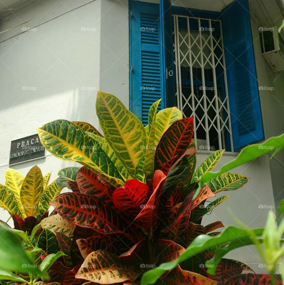 colored plants and the BLUE window