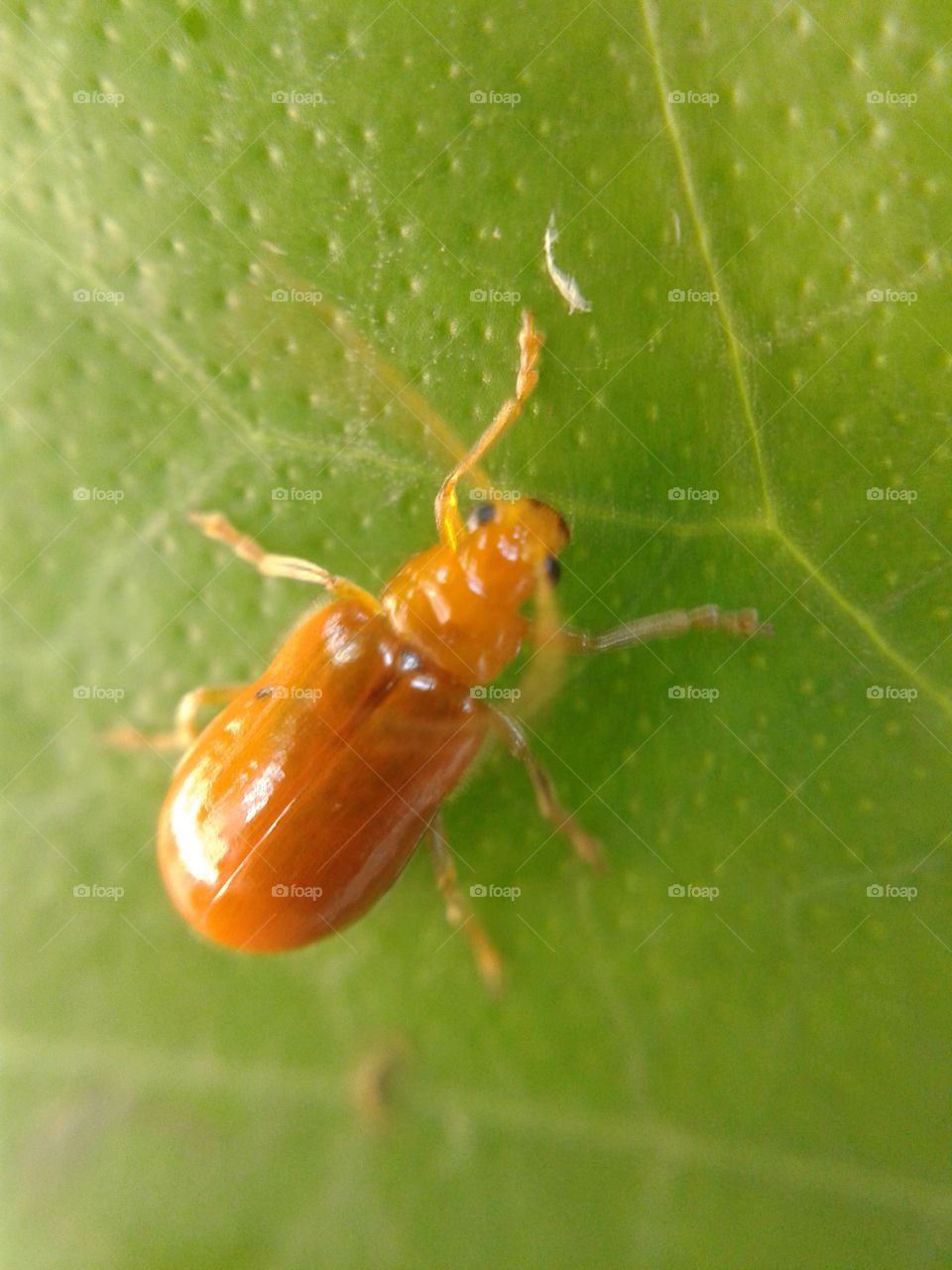 ladybug. ladybug on green leaves
