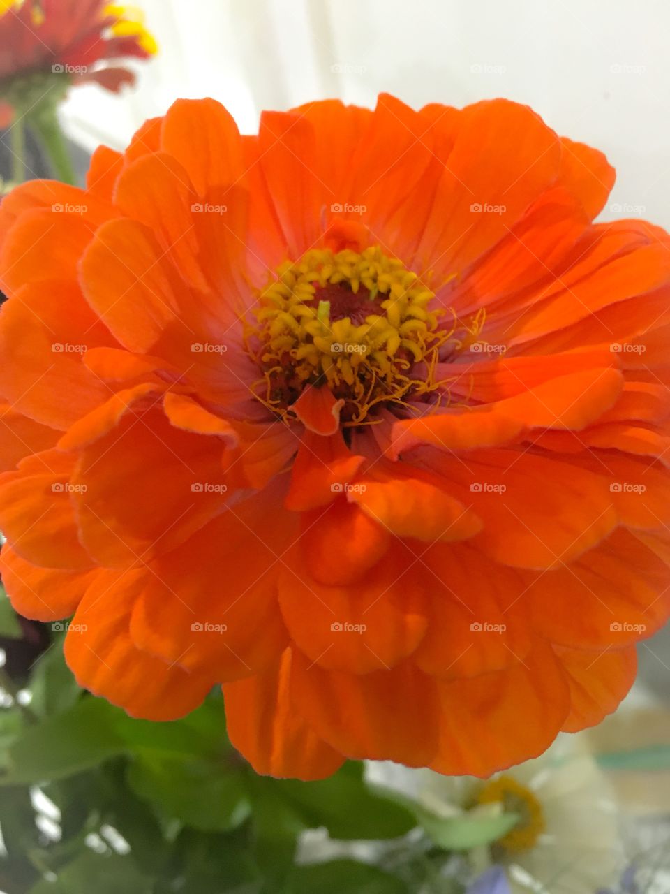 Orange flower