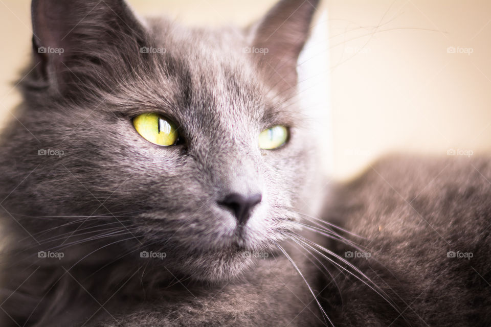 The looking of a cat