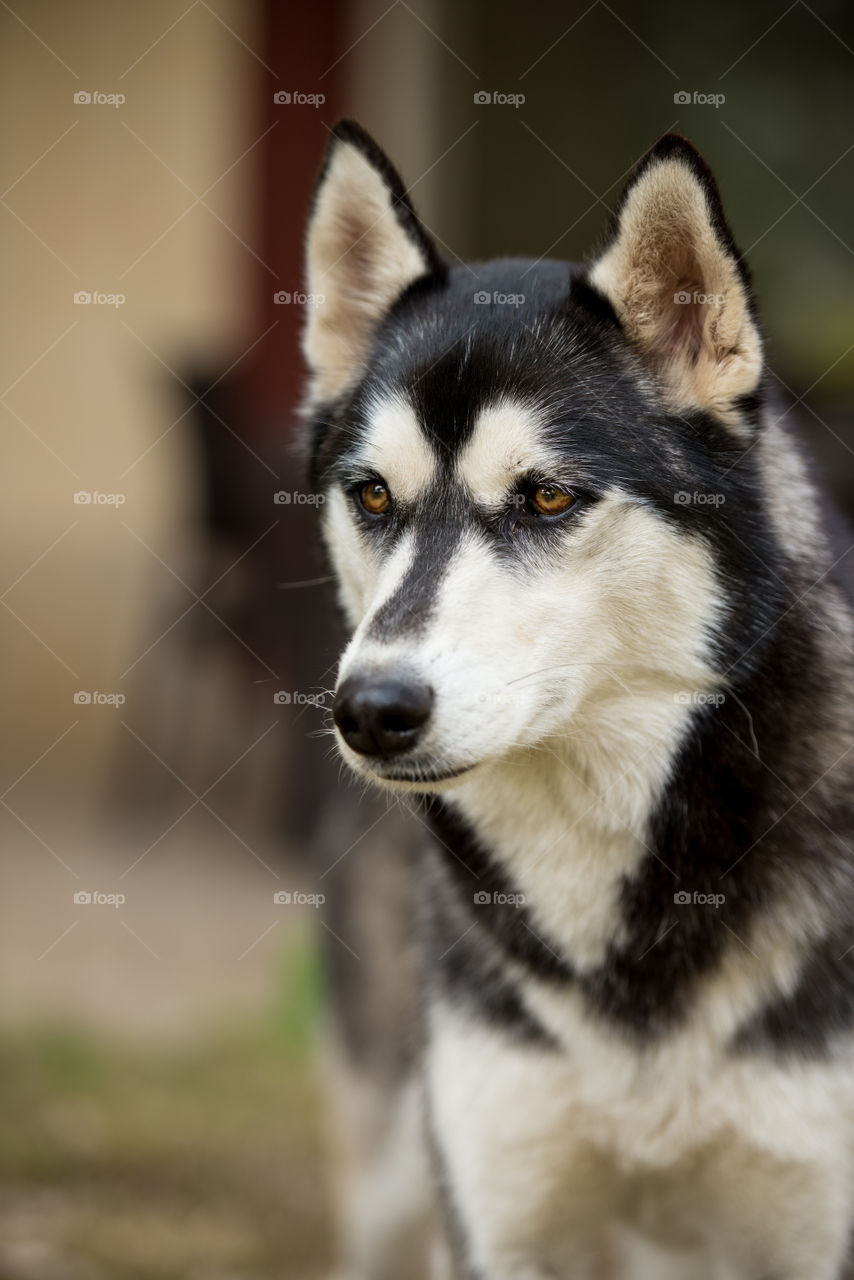 husky dog