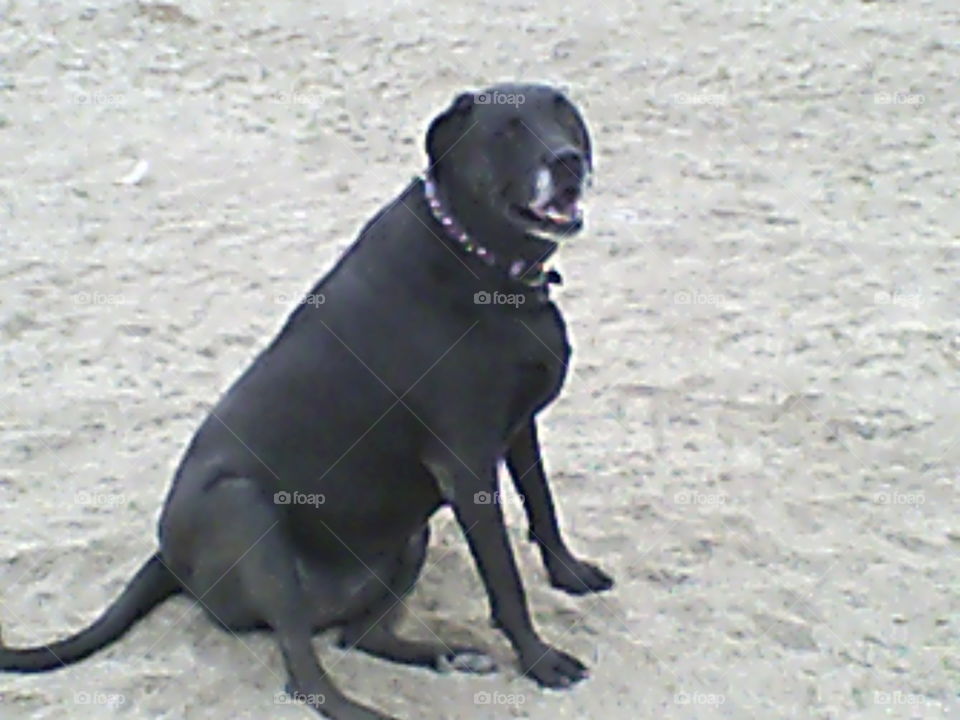 Old black dog