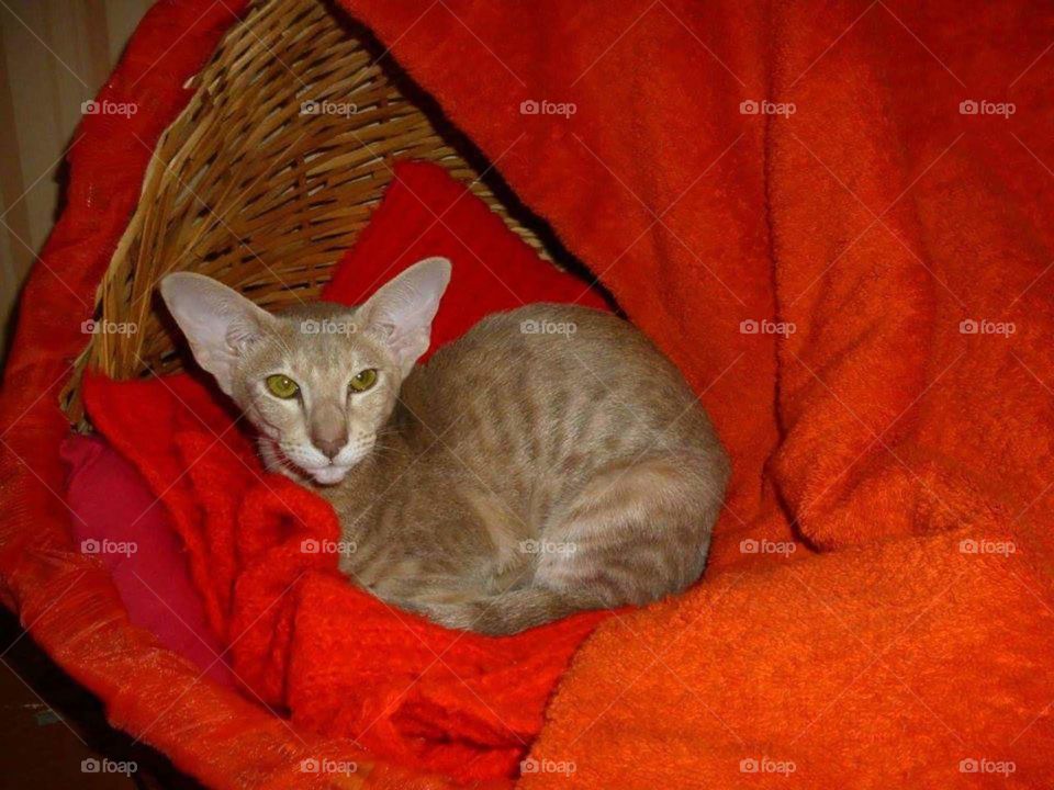 Oriental cat