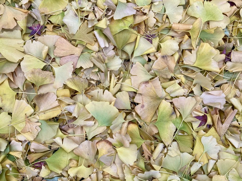 Fallen ginkgo leaves