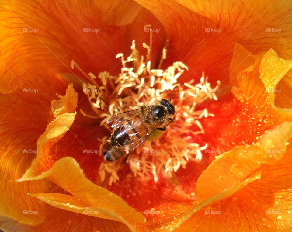 Bee pollinating 