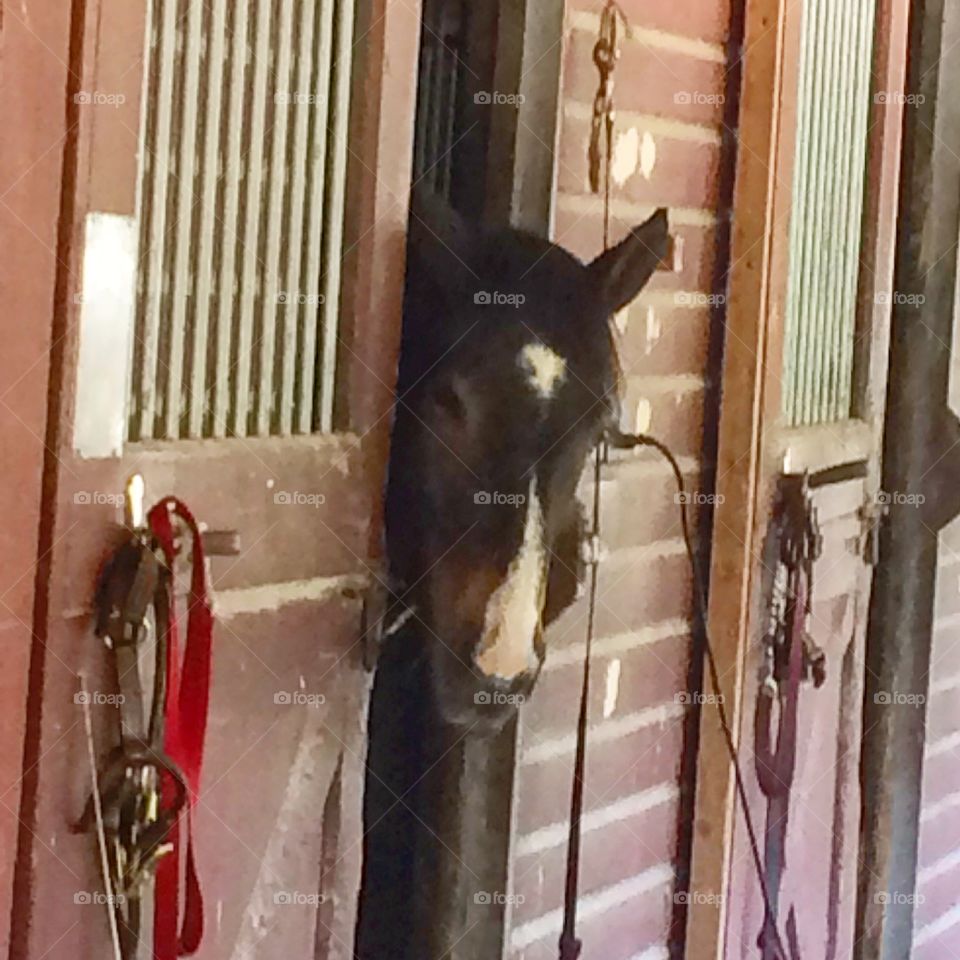 My buddy hoping I am coming with his treats 