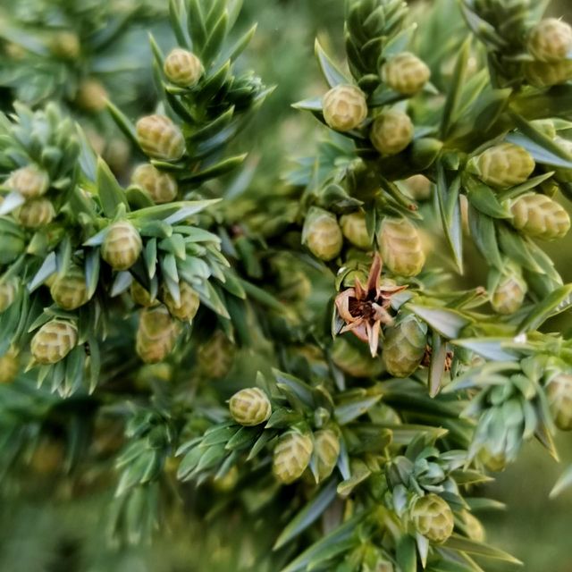 Thuja
