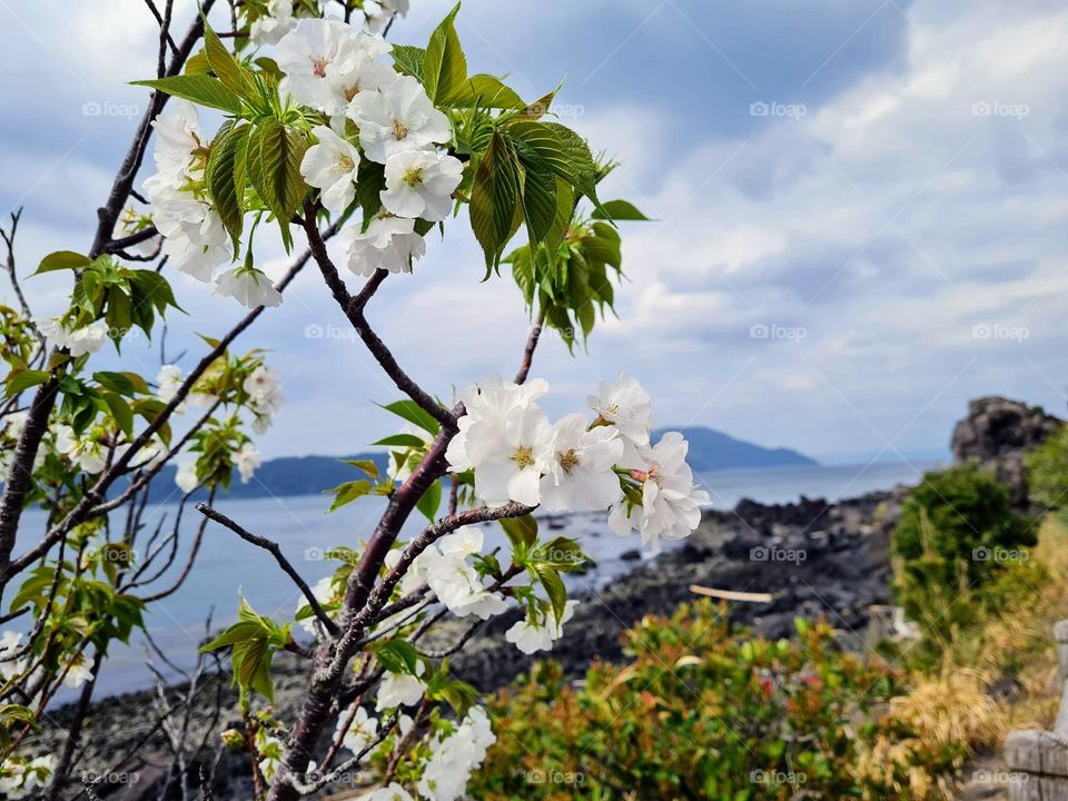 Japanese Sakura Blooms