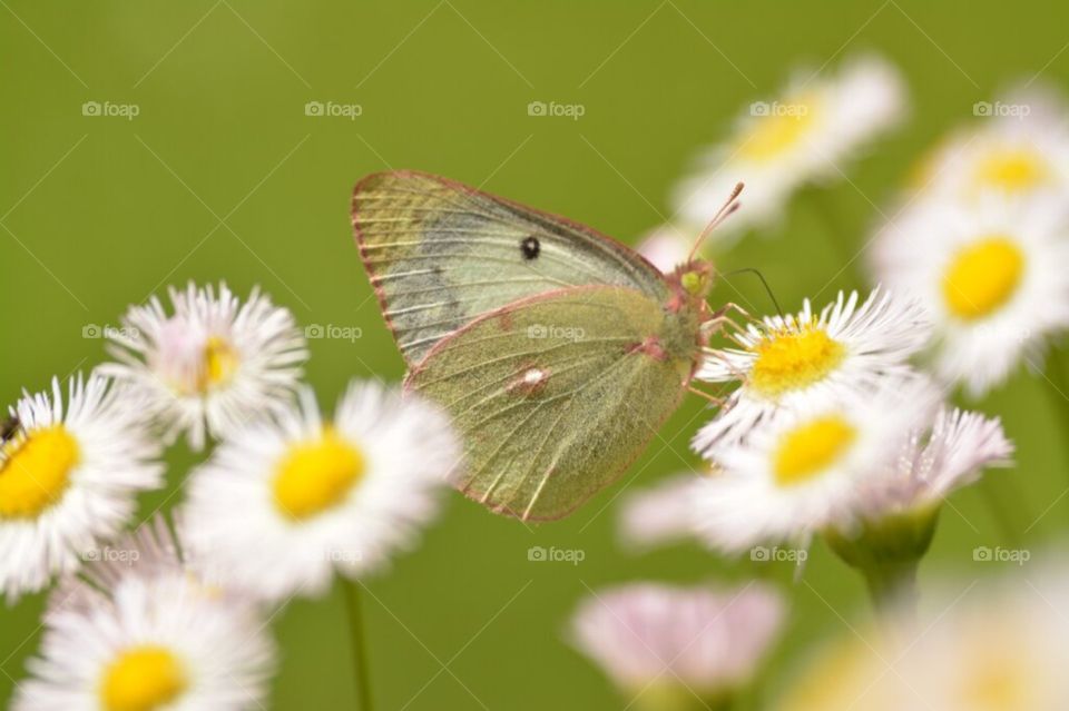 Butterfly on Fleabane Wildflower 