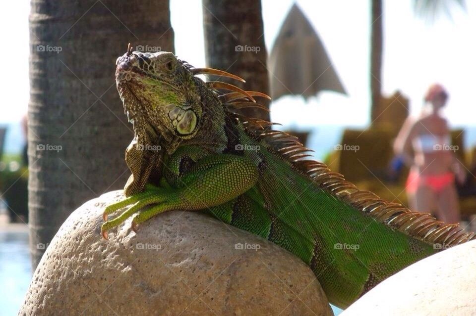 Iguana