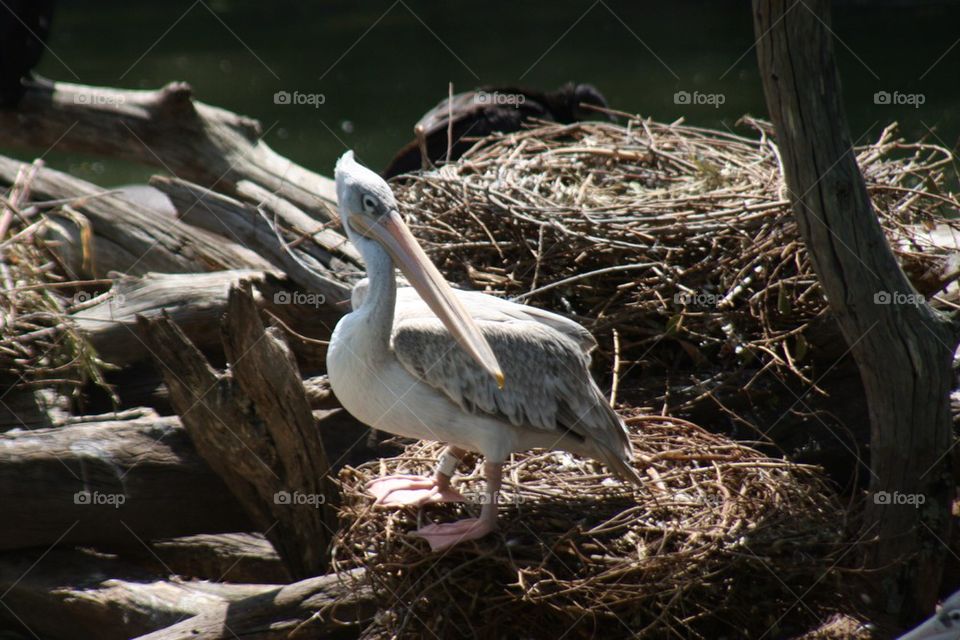 Pelican