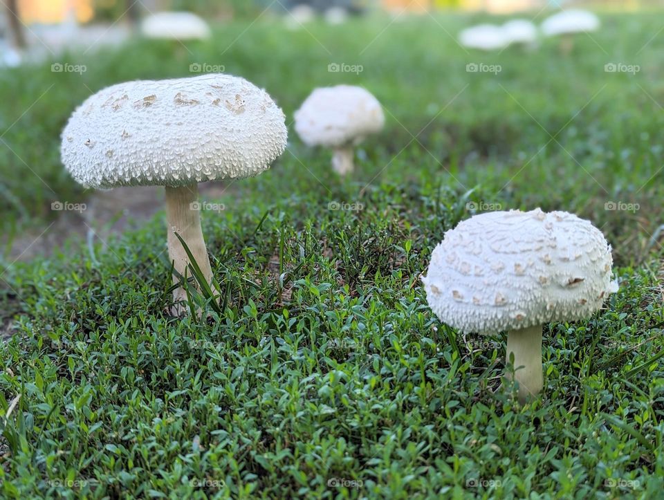 large mushrooms growing in backyard, 3 white mushrooms, tall mushrooms, bumpy mushrooms