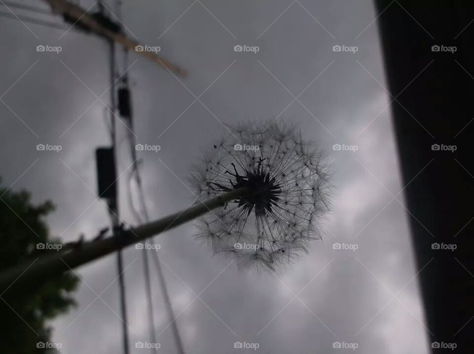 Dandelion