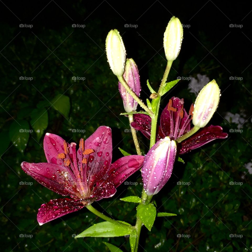 Lilies with dewdrops at nighttime