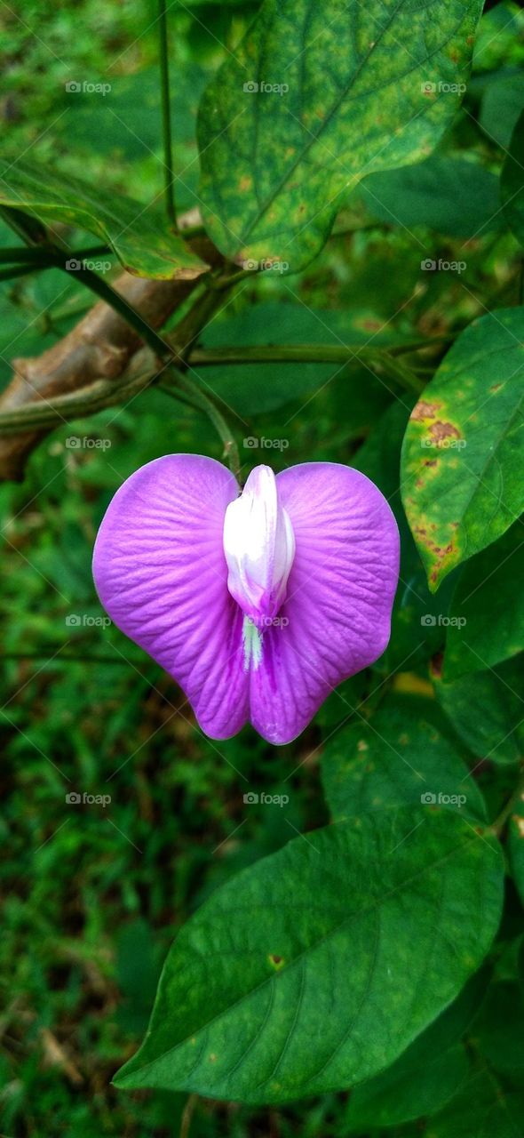 Centrosema virginianum is a plant species of the butterfly pea species that belongs to the Fabaceae tribe.